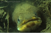 Eel ( Anguilla anguilla )