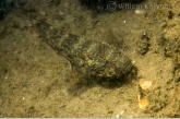 Bighead goby ( Neogobius kessleri )