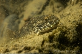 Bighead goby ( Neogobius kessleri )