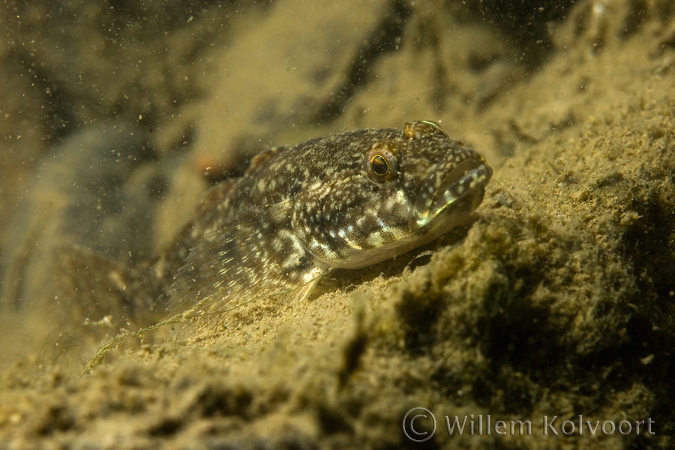 Kesslergrondel in de IJssel ( Neogobius kessleri ).
