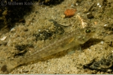 Round goby ( Neogobius melanostomus )