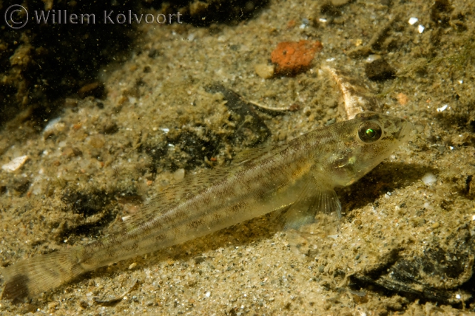 Round goby ( Neogobius melanostomus )