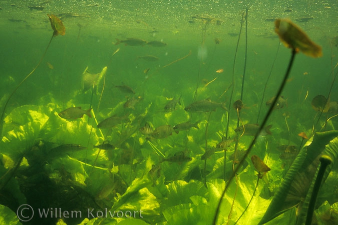 Rudd, bream, perch and pike.