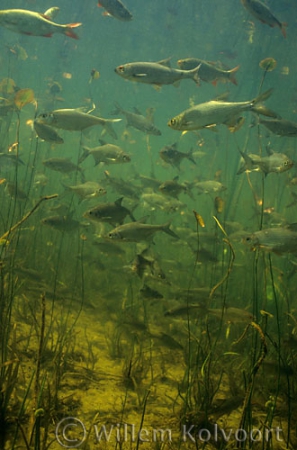 Rudd ( Scardinius erythrophthalmus ) and bream ( Abramis brama )