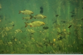 Rudd ( Scardinius erythrophthalmus ) and bream ( Abramis brama )