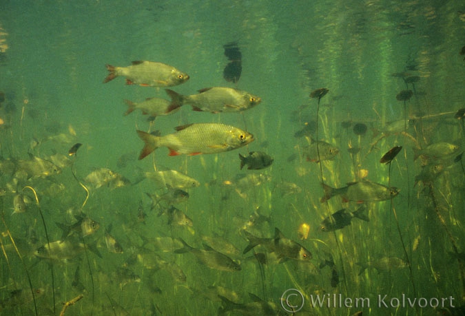 Rudd ( Scardinius erythrophthalmus ) and bream ( Abramis brama )