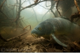 Carp ( Cyprinus carpio )