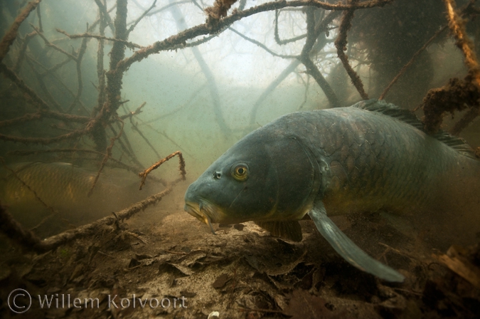 Karper tussen de boomwortels ( Cyprinus carpio ).