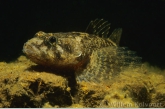 Rivierdonderpad ( Cottus gobio ).