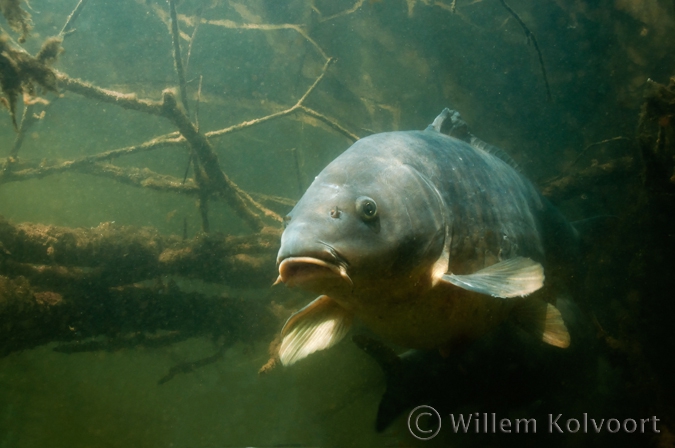 Karper ( Cyprinus carpio ).