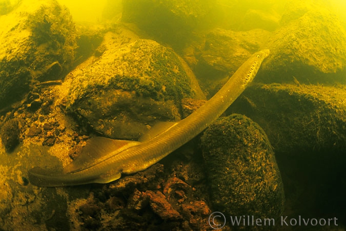 River lamprey ( Lampetra fluviatilis )