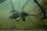 Carp ( Cyprinus carpio )