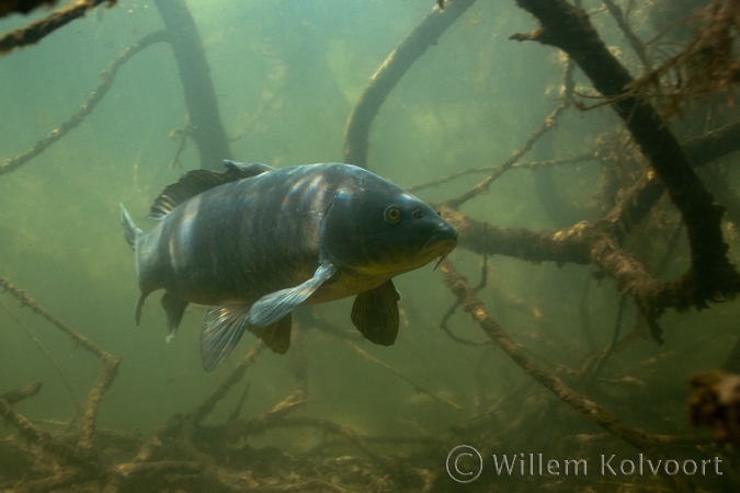 Karper tussen de boomwortels ( Cyprinus carpio ).