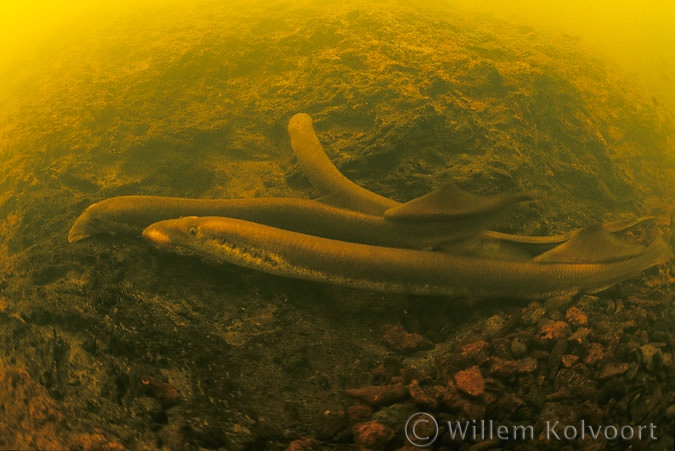 Mating river lampreys ( Lampetra fluviatilis )