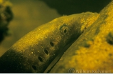 River lamprey ( Lampetra fluviatilis )