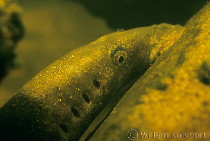 River lamprey ( Lampetra fluviatilis )