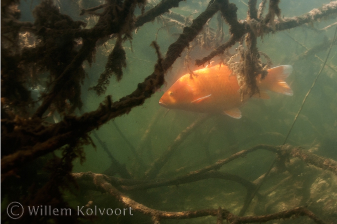 Goudkarper (Cyprinus carpio var.).