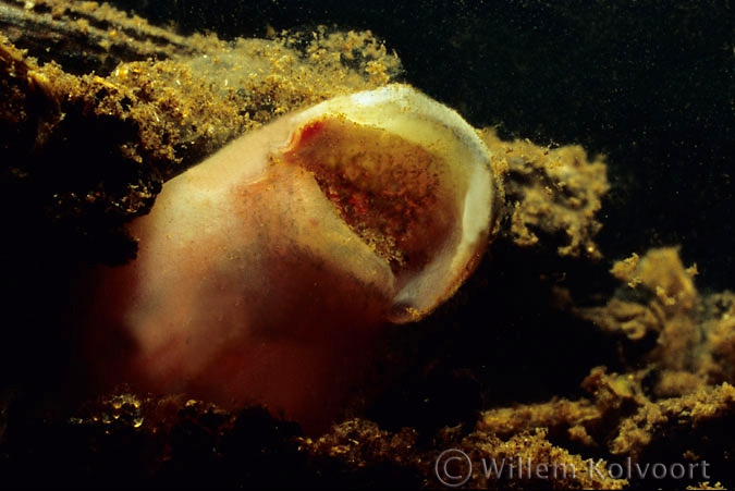 River lamprey ( Lampetra fluviatilis ) larva