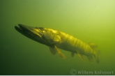 Snoek ( Esox lucius ).