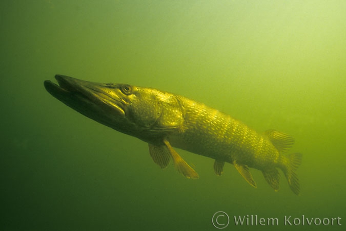 Pike ( Esox lucius )