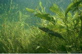 Snoekje ( Esox lucius ).