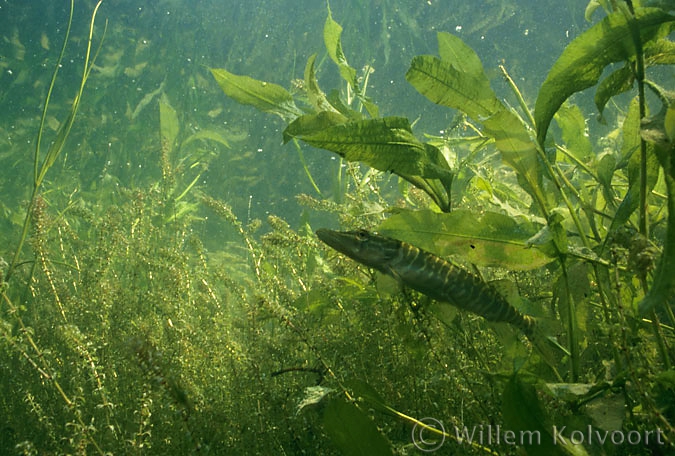 Pike ( Esox lucius )