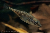 Three-spined stickleback ( Gasterosteus aculeatus )