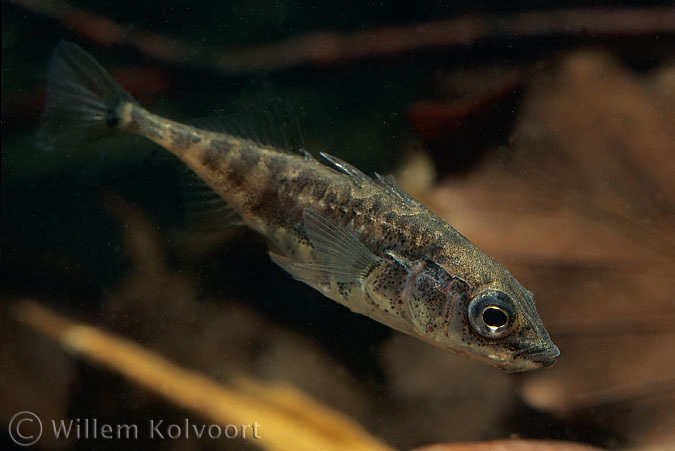 Three-spined stickleback ( Gasterosteus aculeatus )