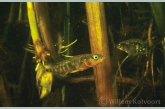 Three-spined stickleback ( Gasterosteus aculeatus )