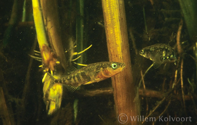 Three-spined stickleback ( Gasterosteus aculeatus )