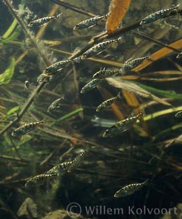 Three-spined stickleback ( Gasterosteus aculeatus )