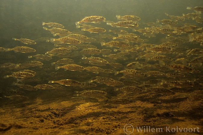 Three-spined stickleback ( Gasterosteus aculeatus )