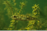 Tiendoornige stekelbaars ( Platichthys flesus ).