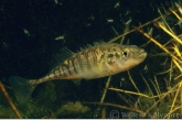 Tiendoornige stekelbaars ( Platichthys flesus ).