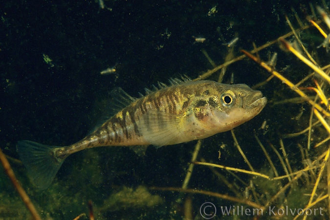 Ten-spined sticleback ( Platichthys flesus )