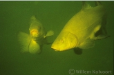 Tench ( Tinca tinca )