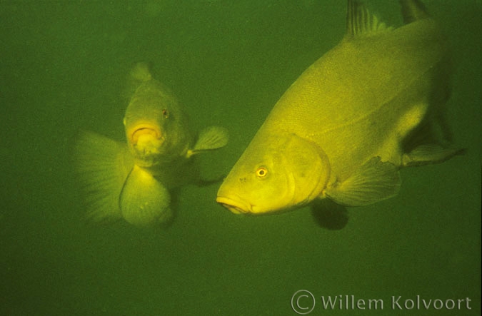 Tench ( Tinca tinca )