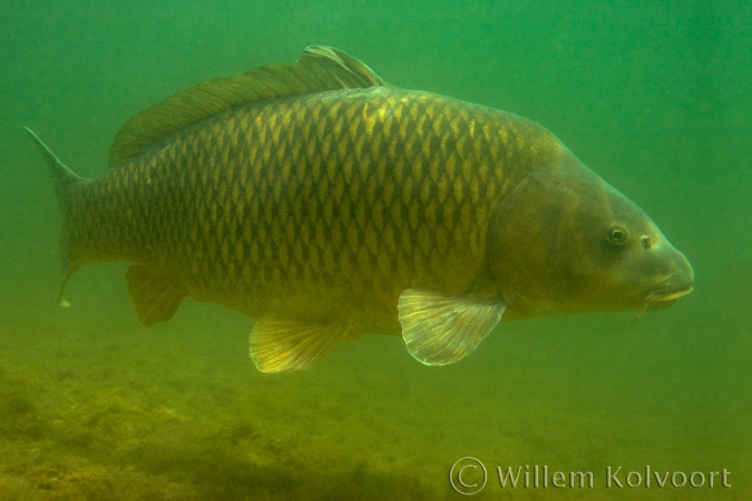 Carp ( Cyprinus carpio )