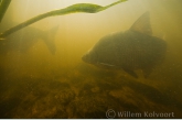 Common bream ( Abramis brama ) mating time in very turbid water