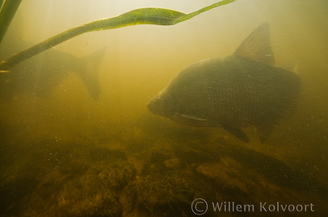 Common bream ( Abramis brama ) mating time in very turbid water