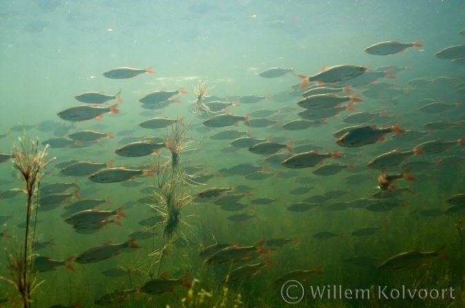 Rietvoorns ( Scardinius erythrophthalmus ).
