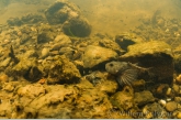 Bullhead ( Cottus gobio )