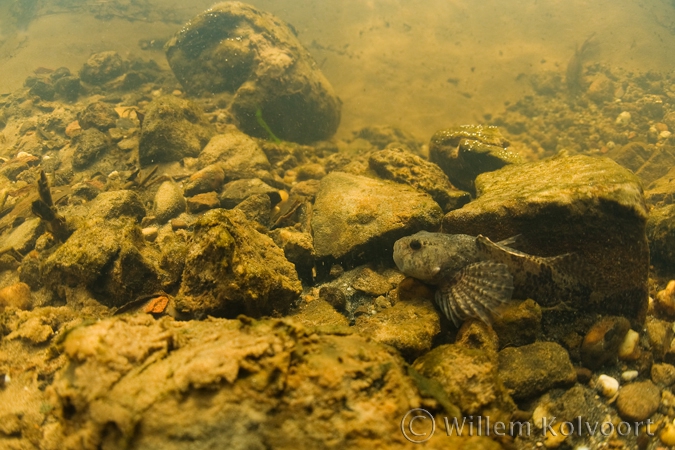 Rivierdonderpad( Cottus gobio ).