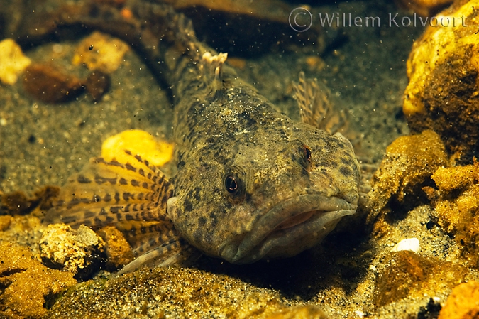 Rivierdonderpad ( Cottus gobio ).