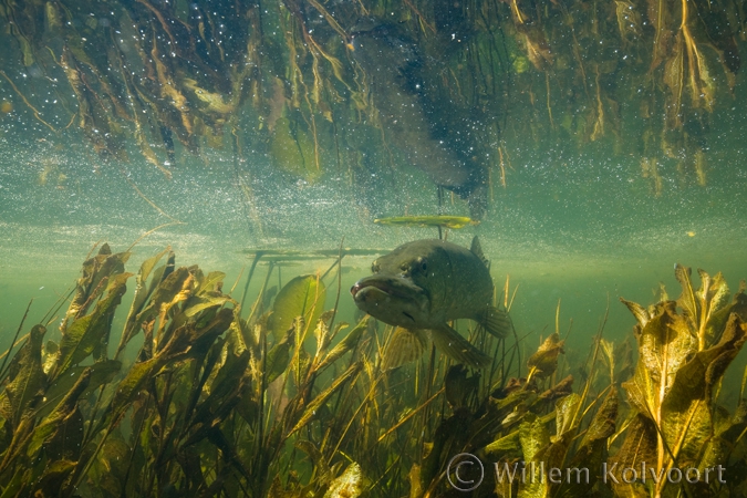 Pike ( Esox lucius )