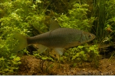  Dace( Leuciscus leuciscus )