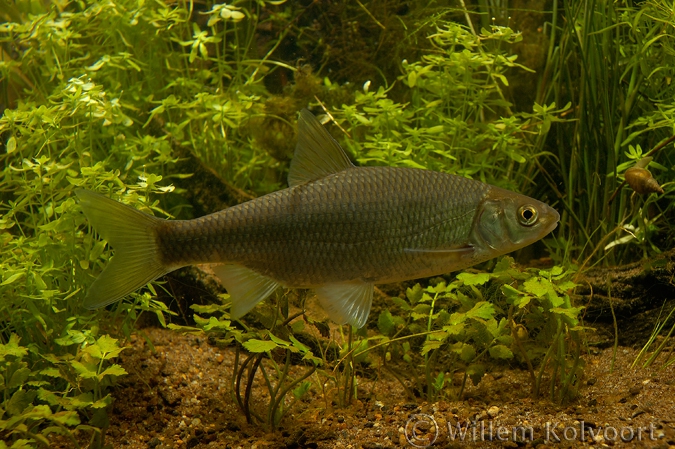 Serpeling ( Leuciscus leuciscus ).