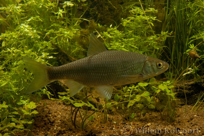  Dace( Leuciscus leuciscus )