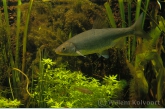 Dace ( Leuciscus leuciscus )