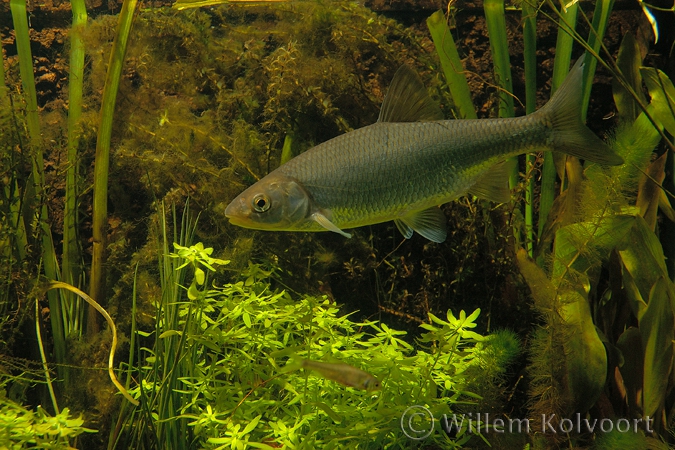 Serpeling ( Leuciscus leuciscus ).